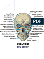 Anatomía Humana de Los Huesos de La Cara