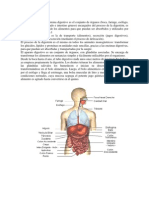 Aparato Digestivo