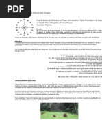 A Roda Xamânica de Cura na Arte