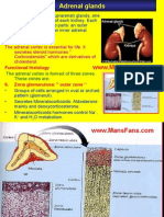 Supra Renal Glands.mansfans.com