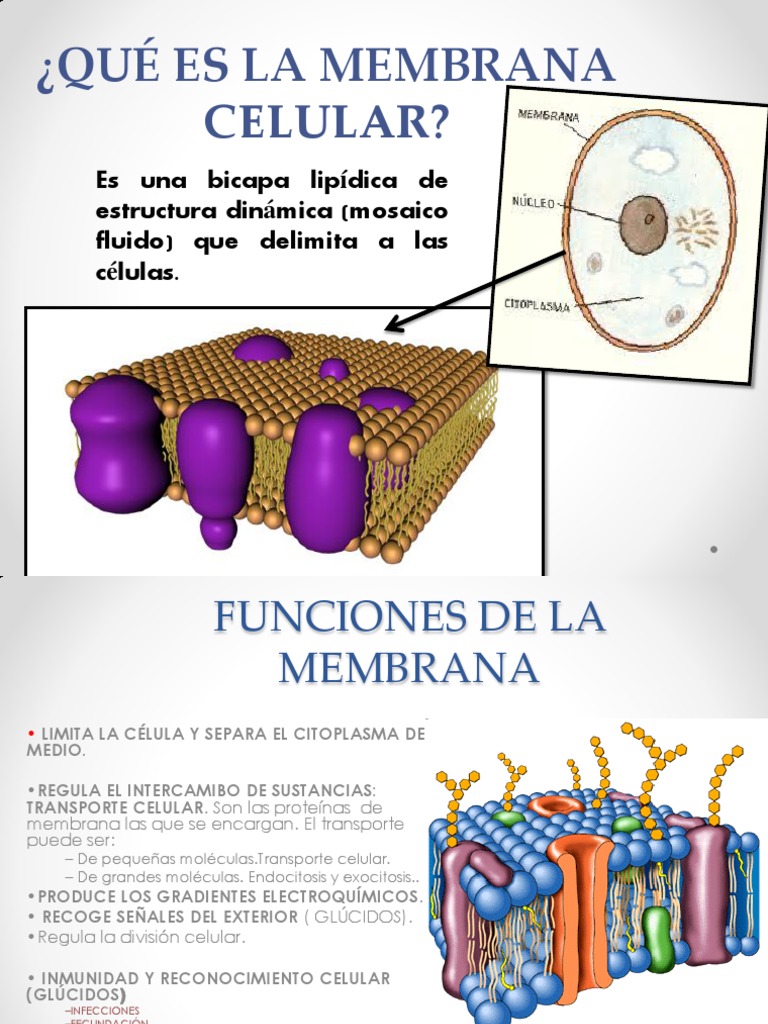 A Fluidez Da Membrana Celular é Caracterizada