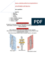 1º Sistema Músculoesquelético I