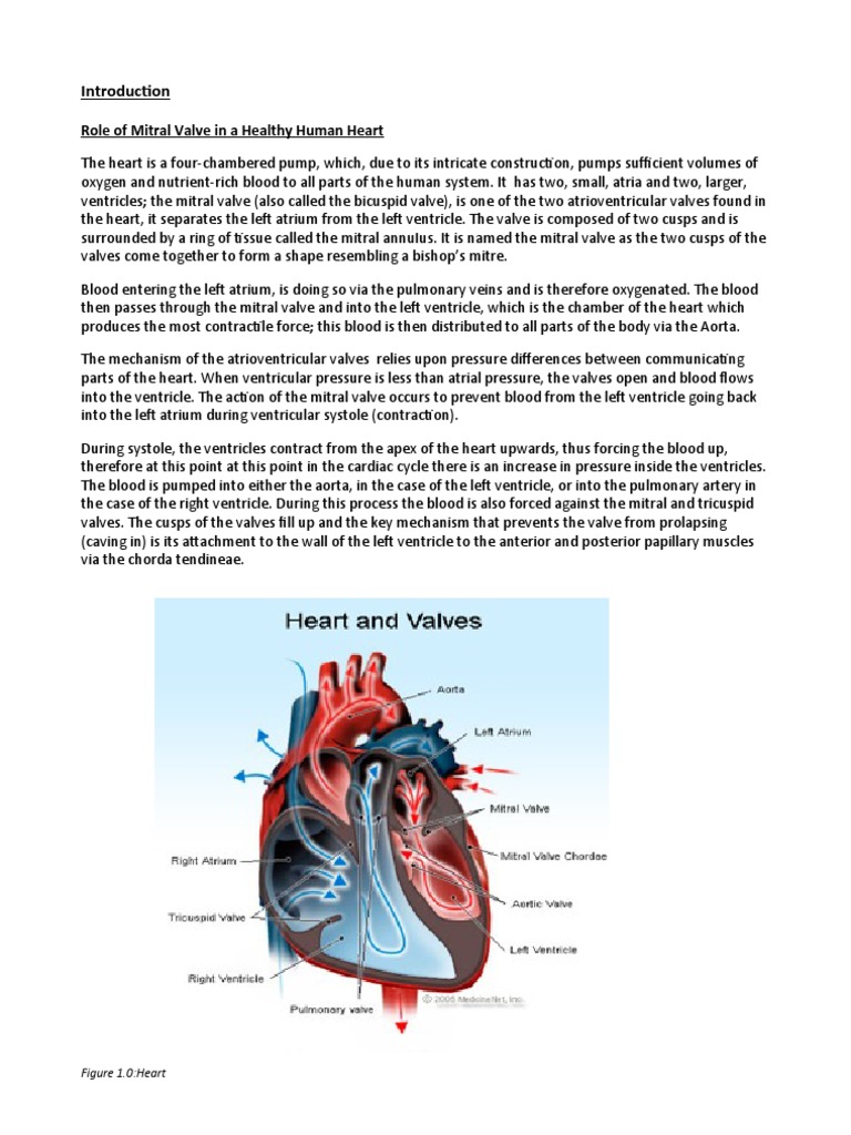 Heart Valve Pdf Heart Valve Ventricle Heart