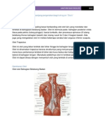 Otot Latissimus