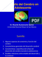 El Desarrollo Del Cerebro en El Adolescente