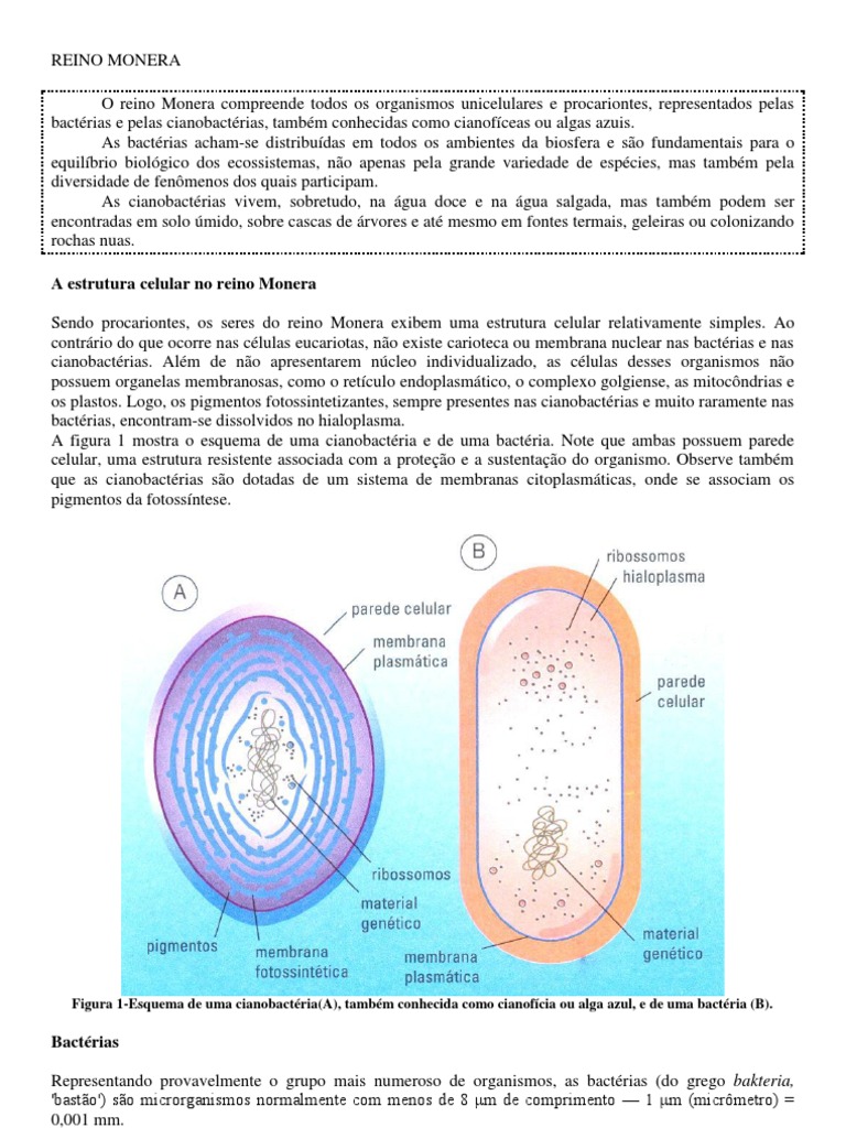 Reino Monera: Estrutura e Funções | PDF | Cianobactéria | Bactérias