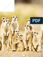 Animals That Live in Africa: Meerkat