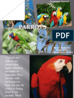 UV vision and claw use in parrots
