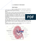 FISIOLOGIA11 Renal
