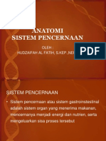 Anatomi Sistem Pencernaan