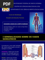 Anatomia Dos Grandes Vasos