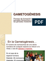 2-Gametogenesis.ppt