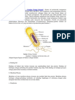 Struktur Sel Prokariotik