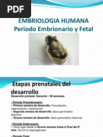 Download 5-PERIODO EMBRIONARIO Y FETALppt by Ariadna Wolf SN132097812 doc pdf