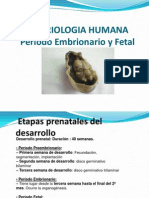 5-Periodo Embrionario y Fetal