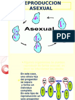 Reproduccion Asexual
