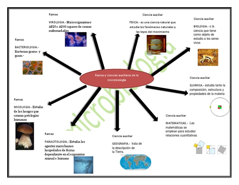 Ramas y Ciencias Auxiliares de La Microbiologia