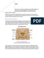 Anatomia Basic a Cad Era