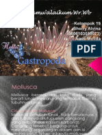 Kelompok 19 Kelas Gastropoda