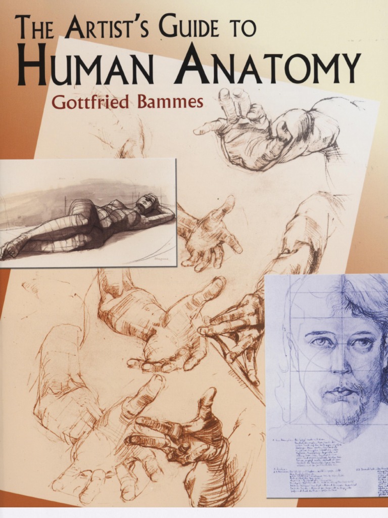 Gottfried Bammes The Artist S Guide To Human Anatomy 2004