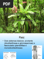 Organografia Vegetal
