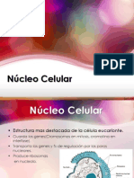 Nucleo Celular