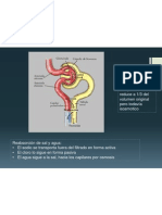 Reabsorcion en Tubulo Contorneado Proxima