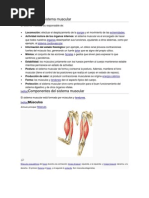 Funciones Del Sistema Muscular