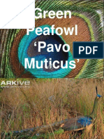 Green Peafowl Pavo Muticus '