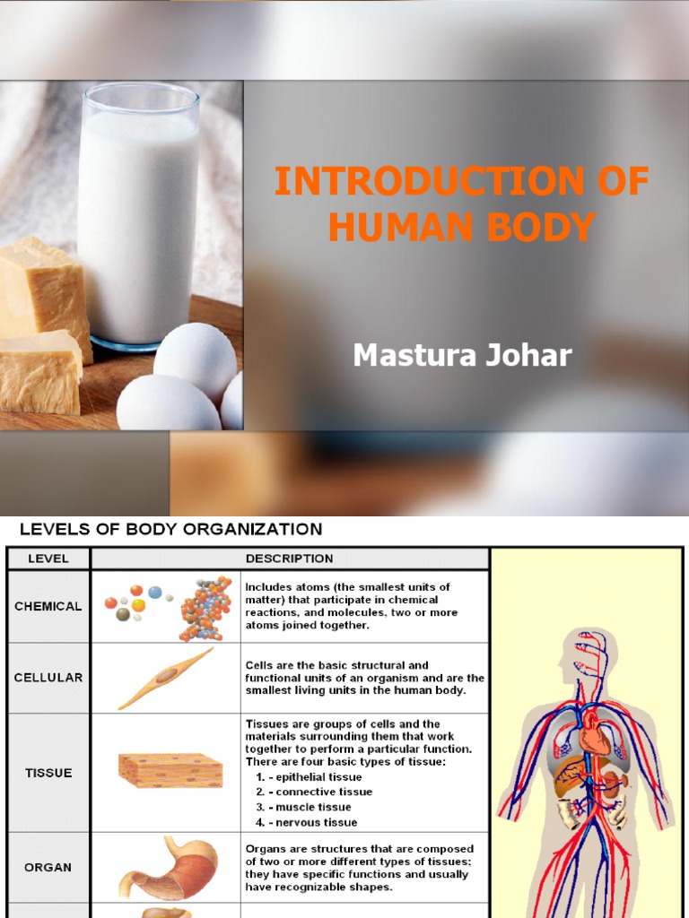 Human Body Structure and Systems Overview | PDF