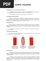 Corpo Humano