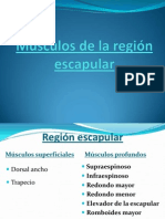 Músculos de La Región Escapular