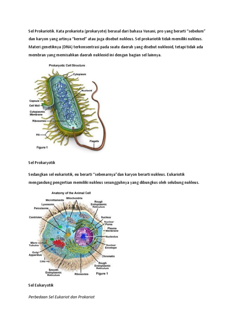 Sel Prokariotik PDF Sel Prokariotik PDF