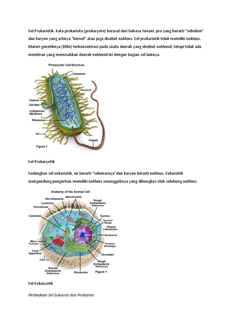 Sel Prokariotik  PDF