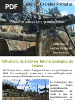 Pequenos e Grandes Primatas