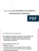 Lisis Celular Asociada A La Pared y Membranas