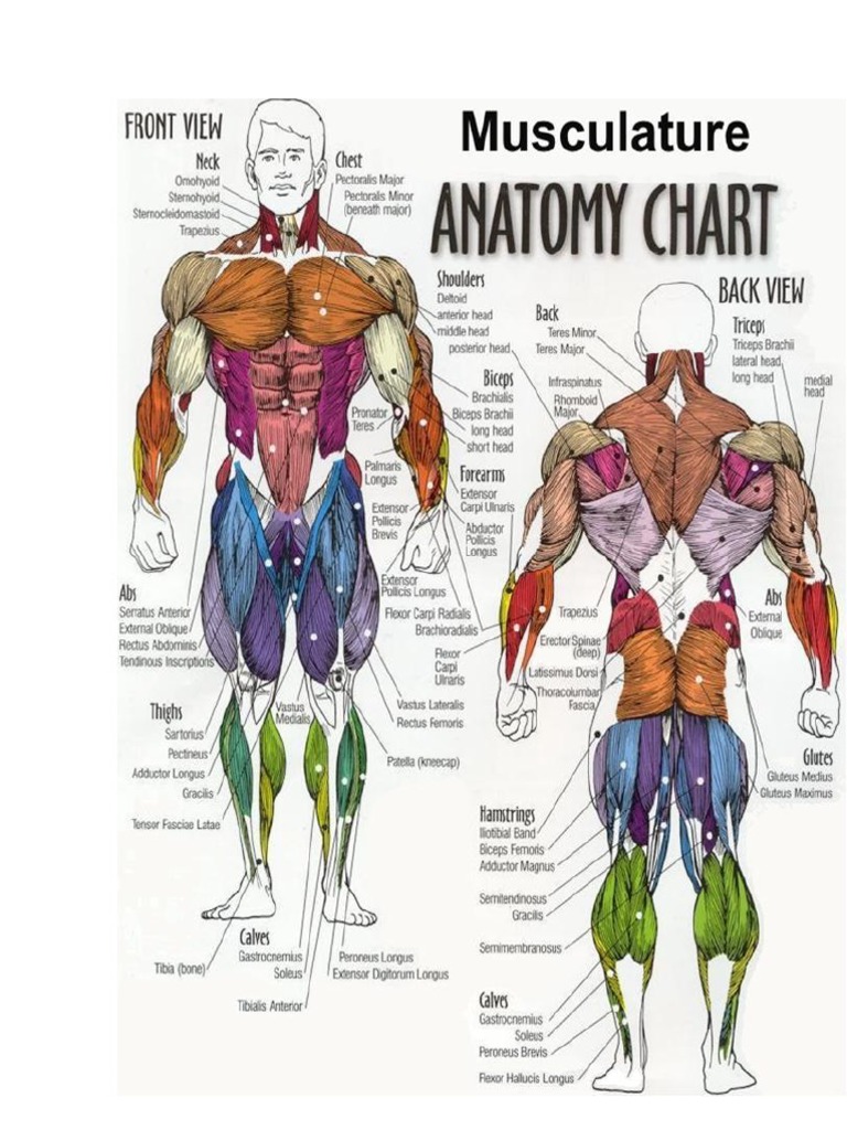 Anatomi Otot Manusia Pdf