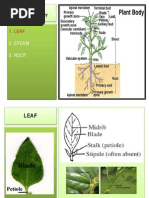 Leaf Attachment and Arrangement Guide | PDF | Leaf | Botany