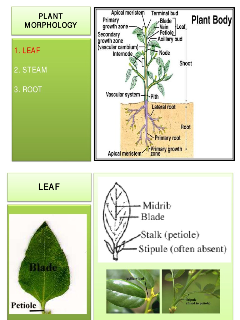 Plant Morphology - Daun | PDF | Petal | Flowers