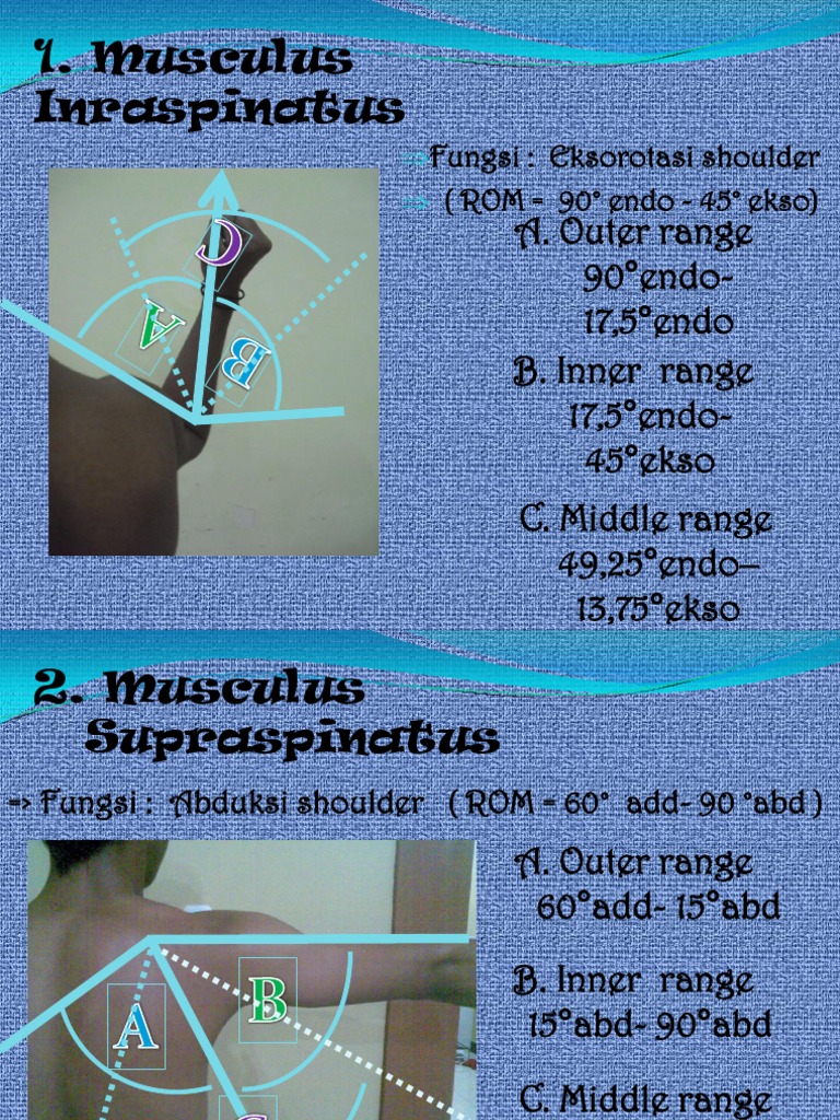 Muscle Functions and ROM Guide | PDF | Teaching Methods & Materials