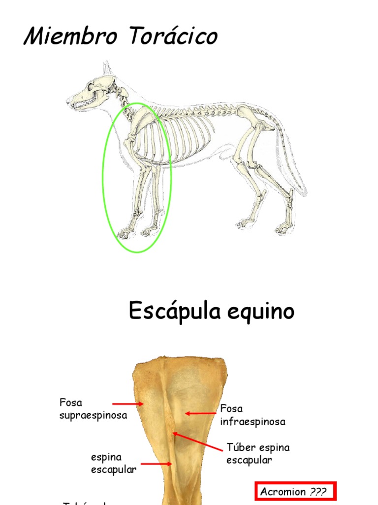 Resumen Huesos Caballo | PDF | Sistema musculoesquelético | Sistema  esquelético, image size:768x1024