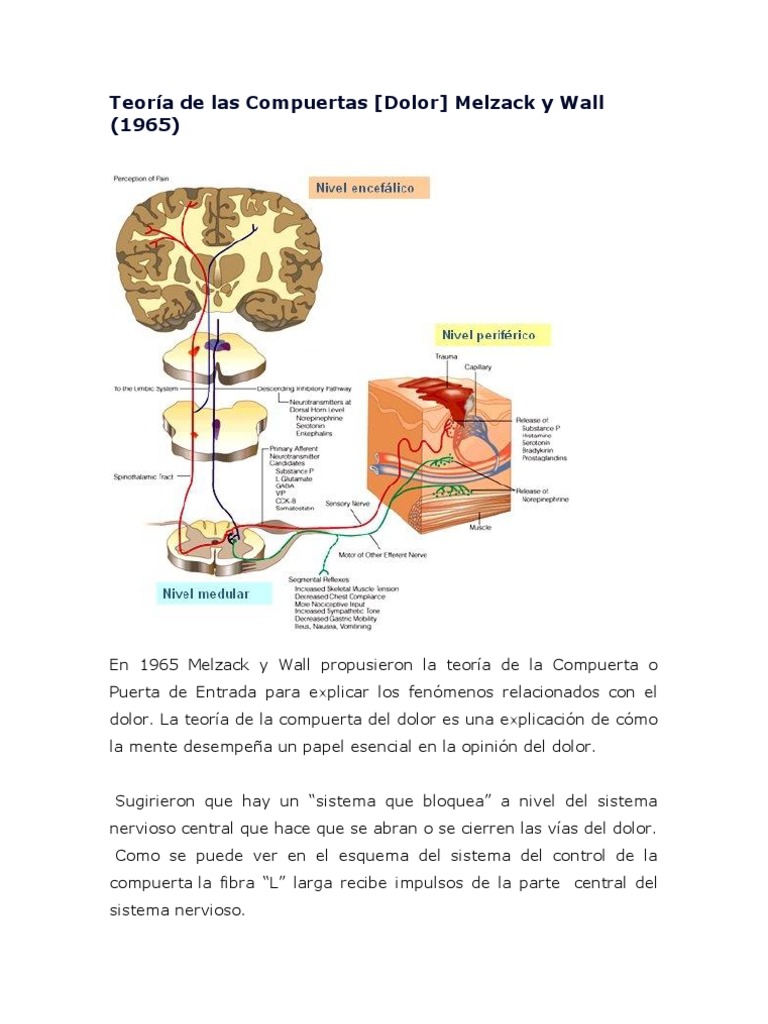 Teoría de las Compuertas Dolor Neurobiología