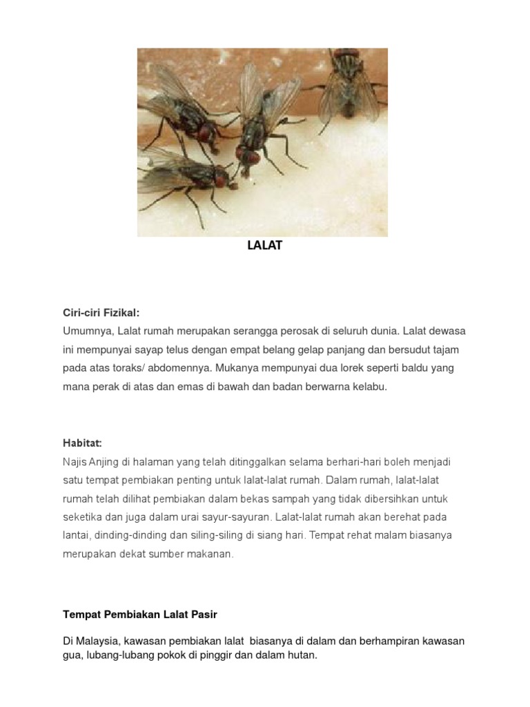 LALAT | PDF