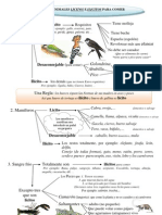 Esquema de Los Animales Licitos e Ilicitos en El Islam