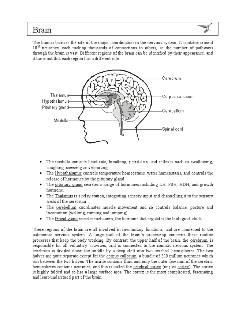 Brain | PDF
