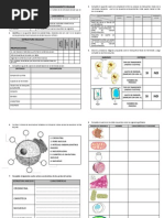 Actividades Sobre Estructura Celular