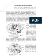 89415196-Disfunciones-cerebrales