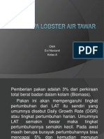 Budidaya Lobster Air Tawar