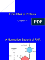 DNA To Proteins