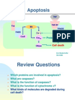 Apoptosis 1